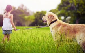 Lawn Irrigation Lakeville